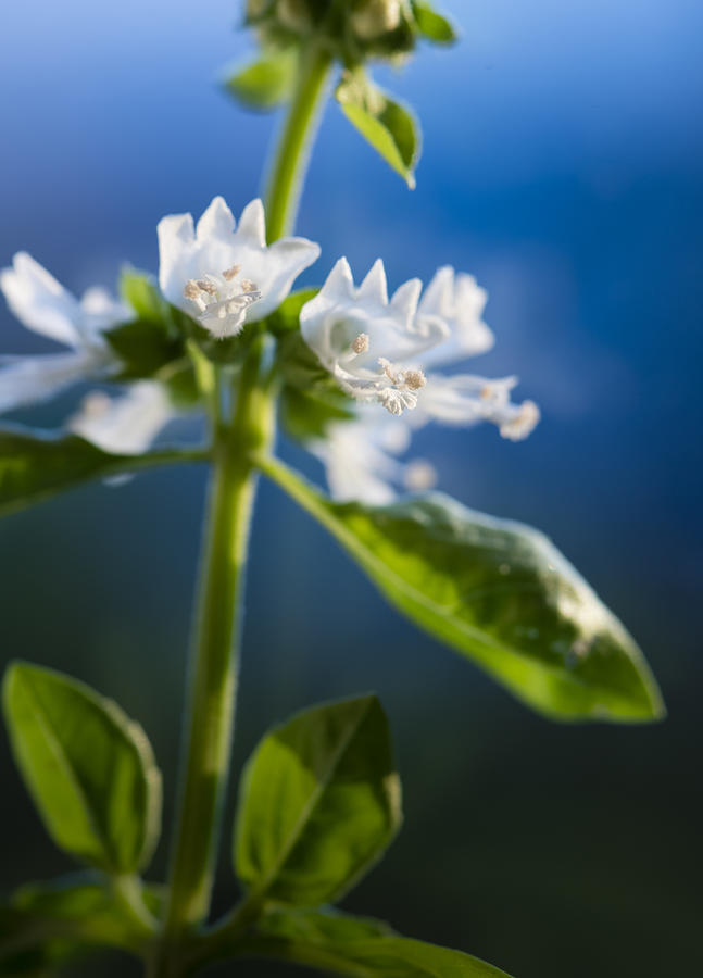 Extreme close-up of Basil herb plant and blossom Photograph by Thamerpic
