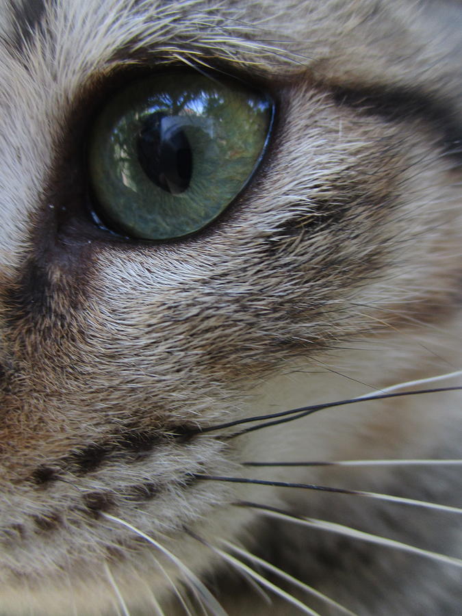 Extreme close-up of cat Photograph by Allan Guiang / FOAP