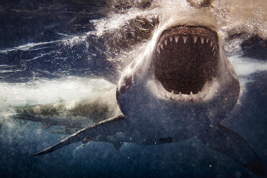Extreme close up of Great White Shark attack with blood Photograph by Lindsay_imagery