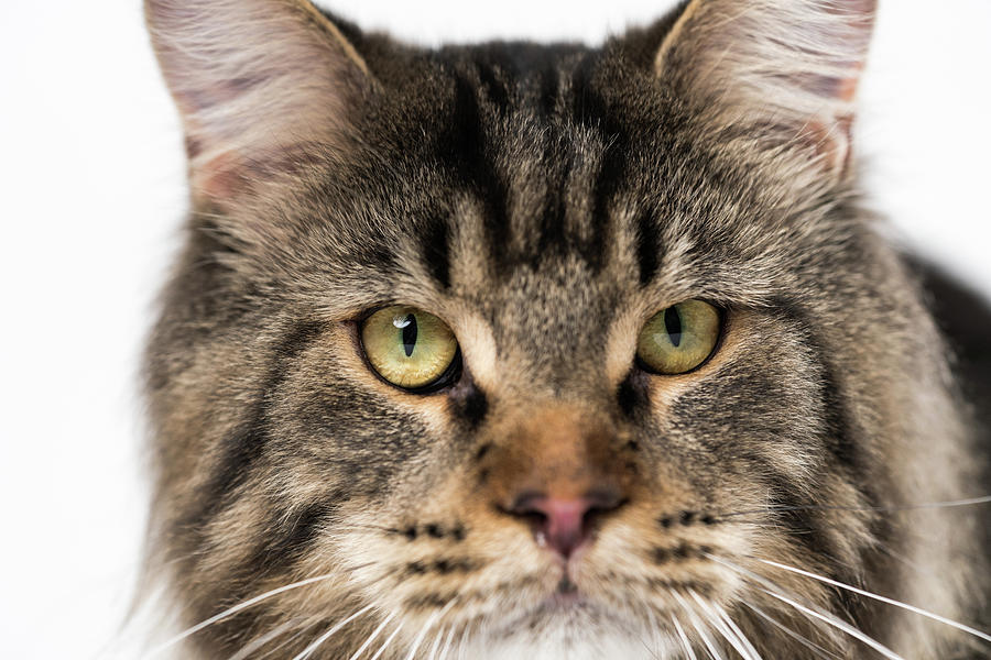 brown maine coon