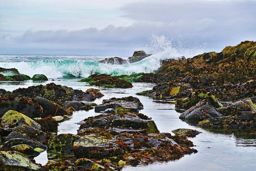 Extreme Low Tide Photograph by Joyce Dickens - Pixels