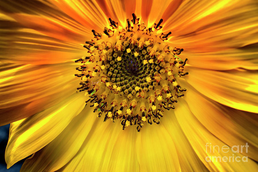 Extreme Sunflower Brilliance Photograph by Al Bourassa