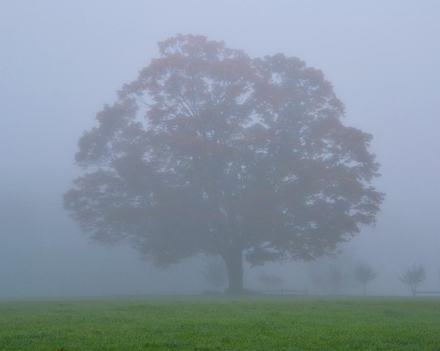 Tree Photograph - Extremely Foggy by Warren LaBaire Photography