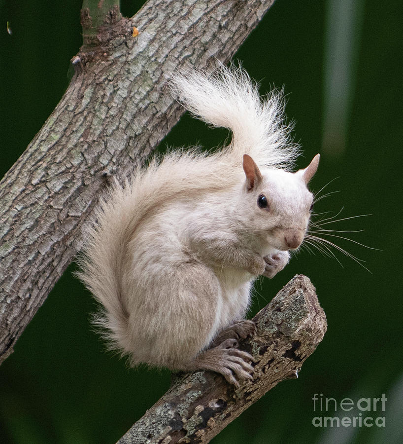 Extremly Rare White Squirrel Perched In Tree Photograph