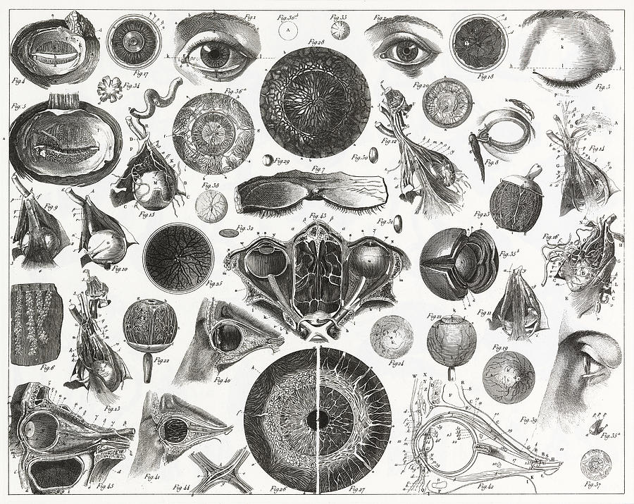 Eye Anatomy Engraving Drawing by Bauhaus1000