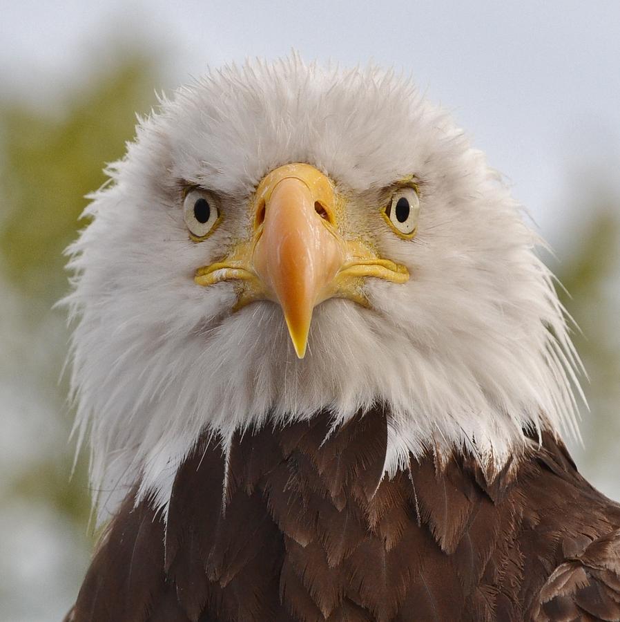 Eagle Photograph - Eye Contact by Cheryl Bruder