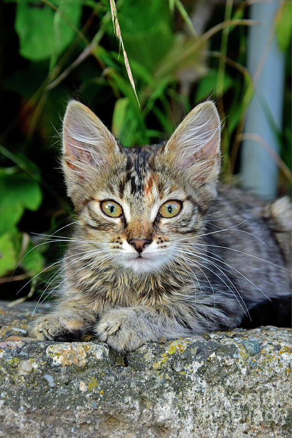 Mackerel Tabby Photograph - Eye-contact portrait of a kitten by Tibor Tivadar Kui