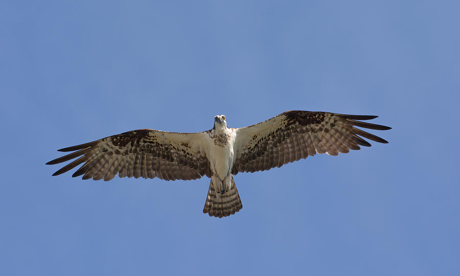 Eye contact with Osprey Photograph by Zina Stromberg