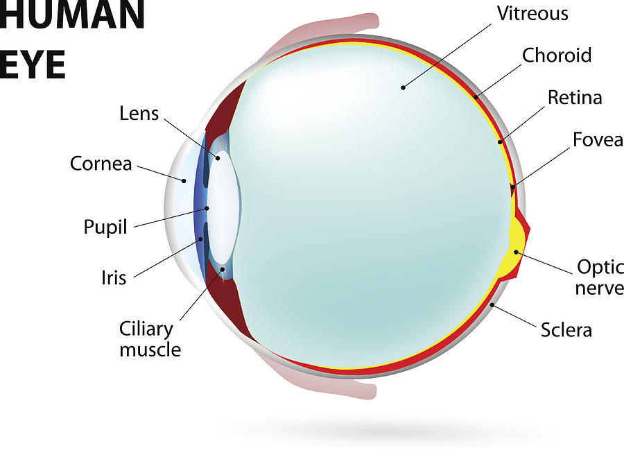 Eye. Human Anatomy Drawing by Ttsz