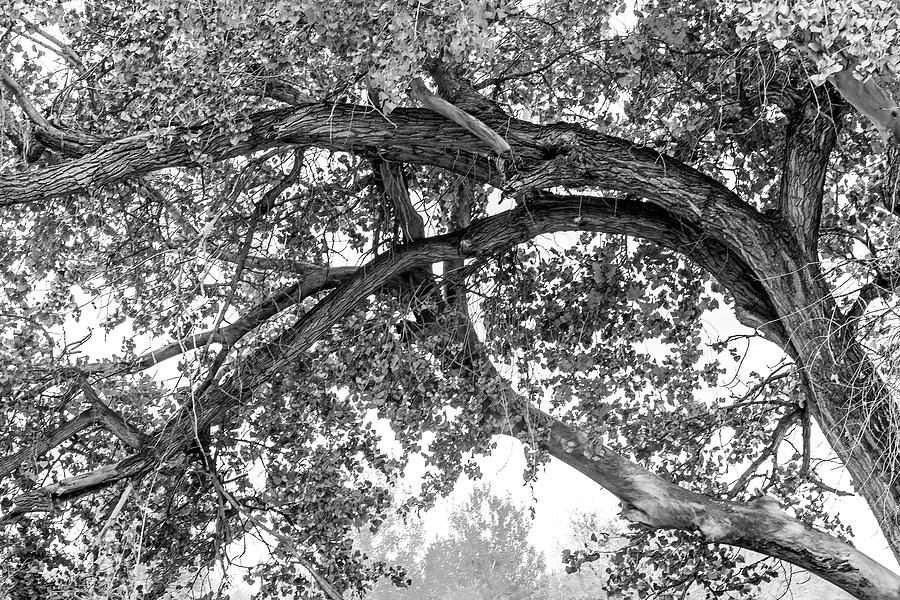 Eye In The Autumn Branches-001-M Photograph by David Allen Pierson Eye In The Autumn Branches-001-M Photograph by David Allen Pierson