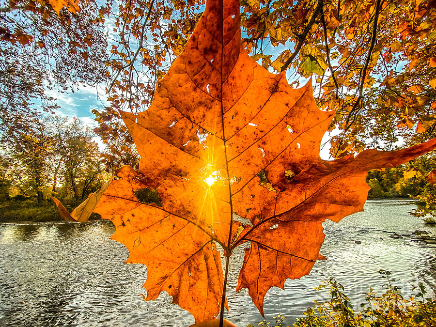 Eye Of Autumn  Photograph by Michael Krek