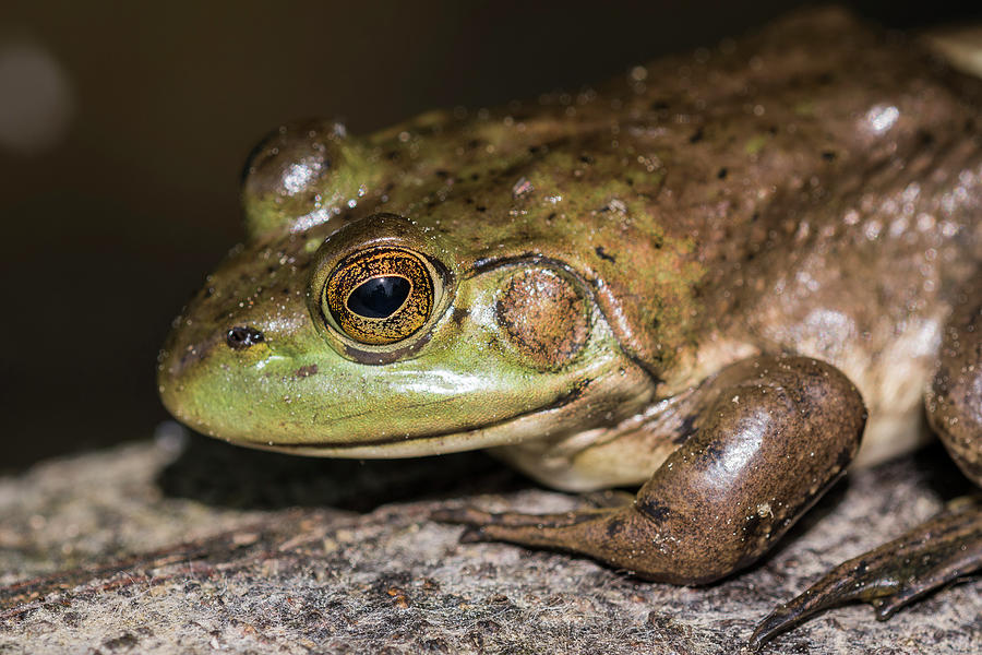 Eye of Bullfrog Photograph by Robert Potts