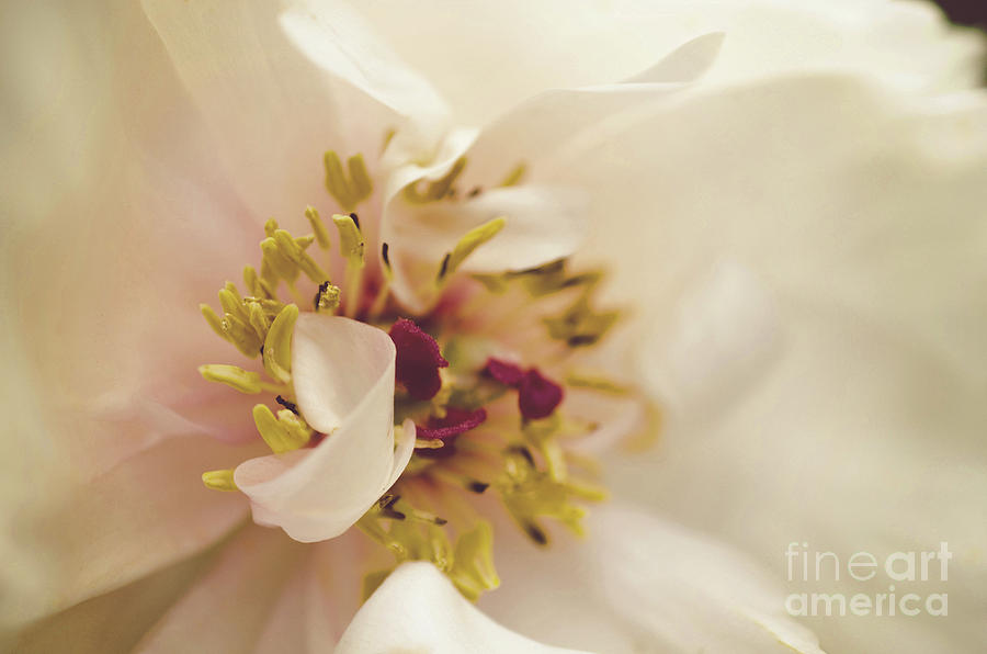 Eye of Peony Moody Midnight Floral / Botanical / Nature Photo Photograph by PIPA Fine Art - Simply Solid