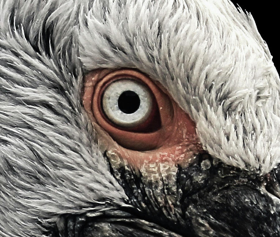 Eye Of The American White Pelican  Photograph by Sandi OReilly