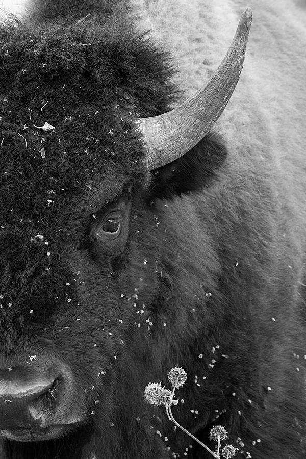 Eye of the Bison Monochrome by TL Wilson Photography Photograph by Teresa Wilson