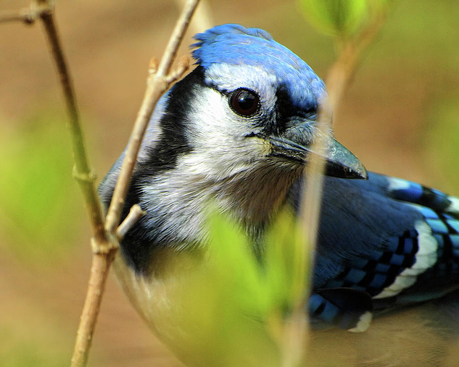 Eye of the Blue Jay  Photograph by Scott Olsen