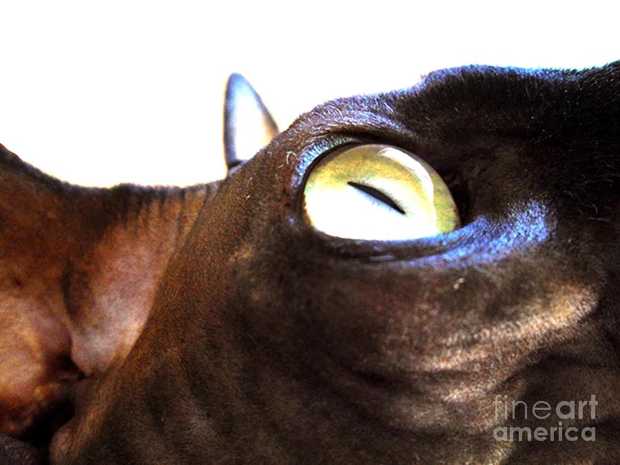 Eye of the Cat Digital Art by John Lyes