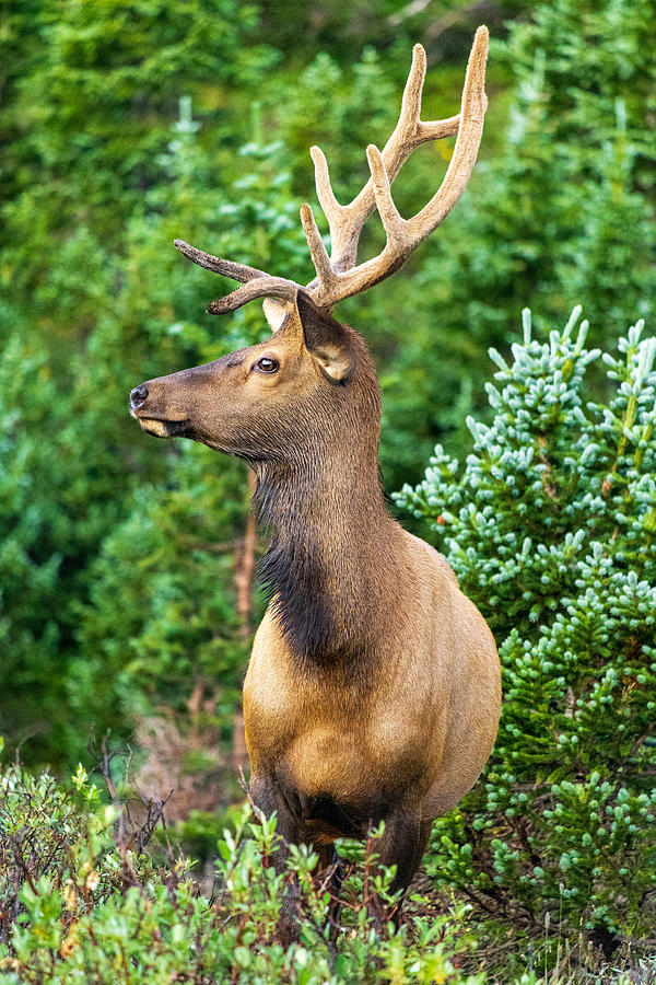 Eye of the Elk Photograph by Envied Photography | Fine Art America