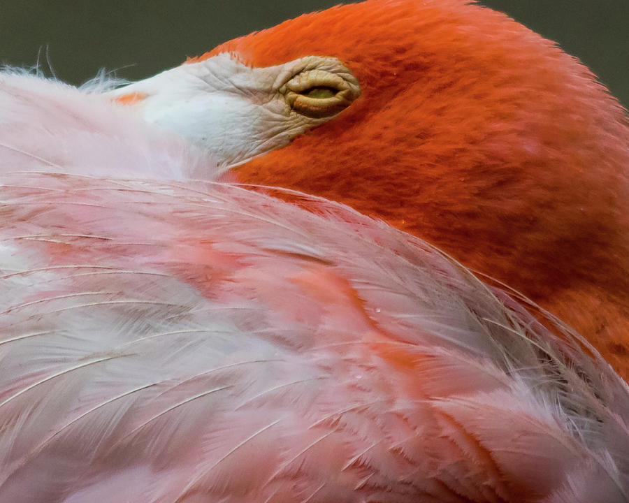 Eye of The Flamingo Photograph by Sheri Scholl  Fine Art America