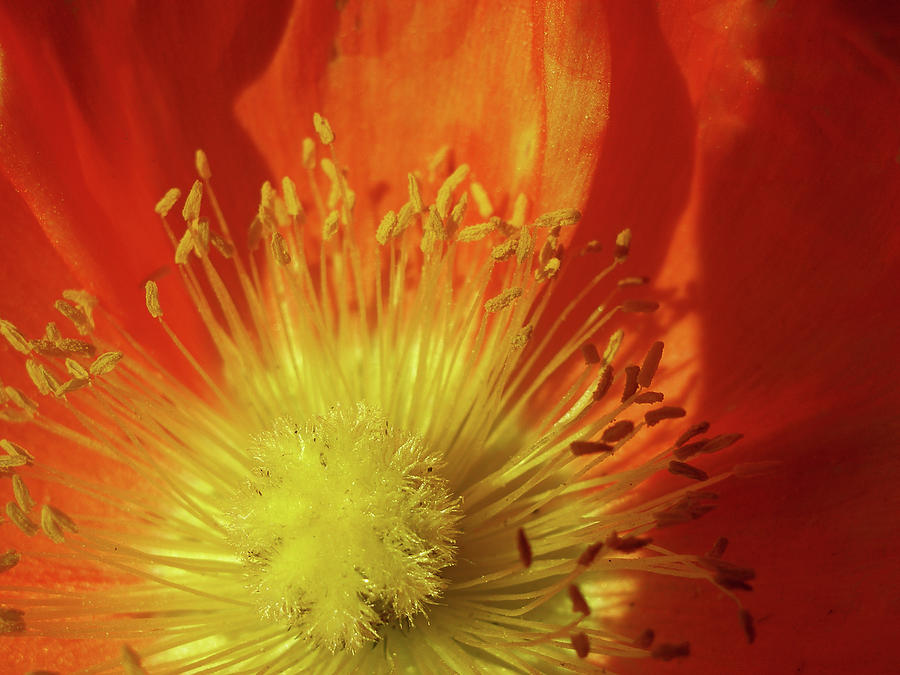 Eye of the Flower Photograph by Mike Cintron - Fine Art America