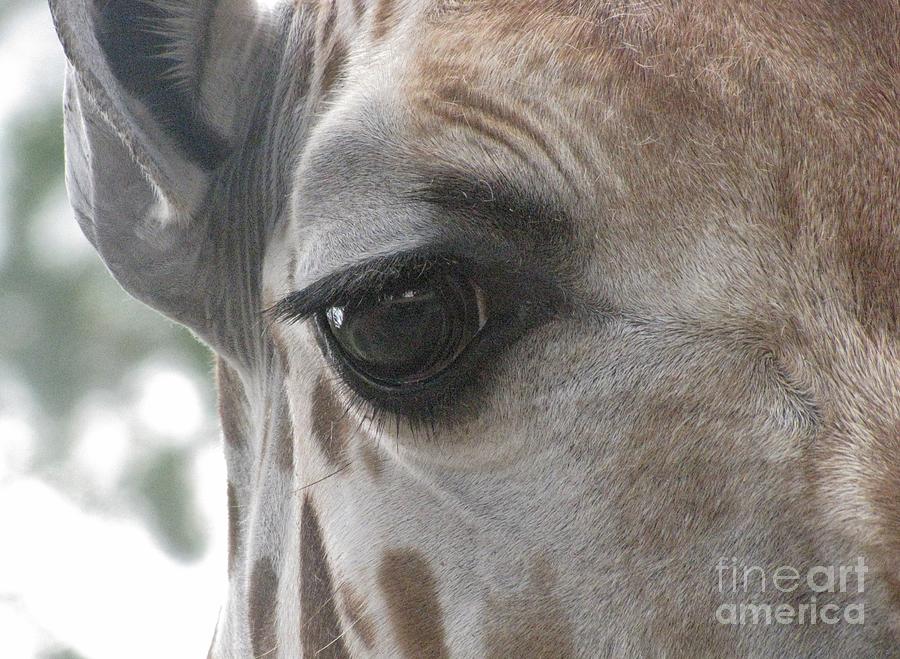 Eye of the Giraffe Photograph by World Reflections By Sharon