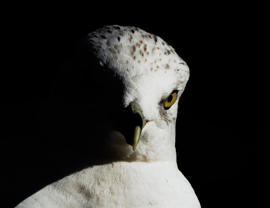 Eye of the Gull Photograph by Chad Meyer