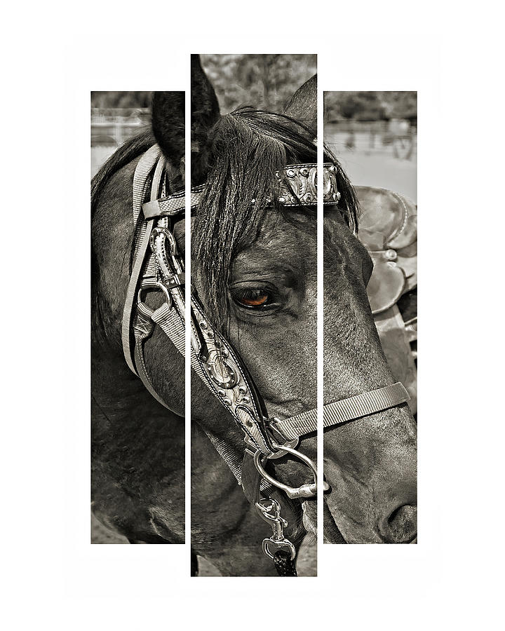 Eye of The Horse Photograph by Jerry Cowart