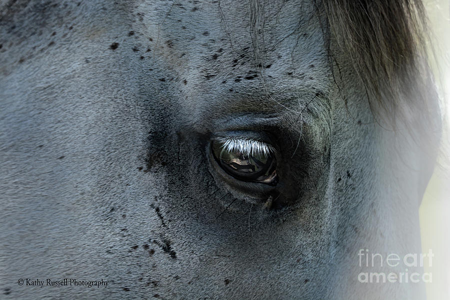 Eye of the Horse Digital Art by Kathy Russell