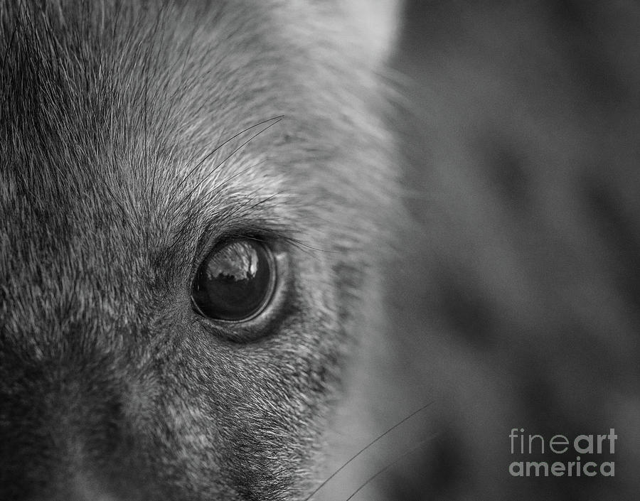 Eye of the Hyena Cub Photograph by Sandra Bronstein