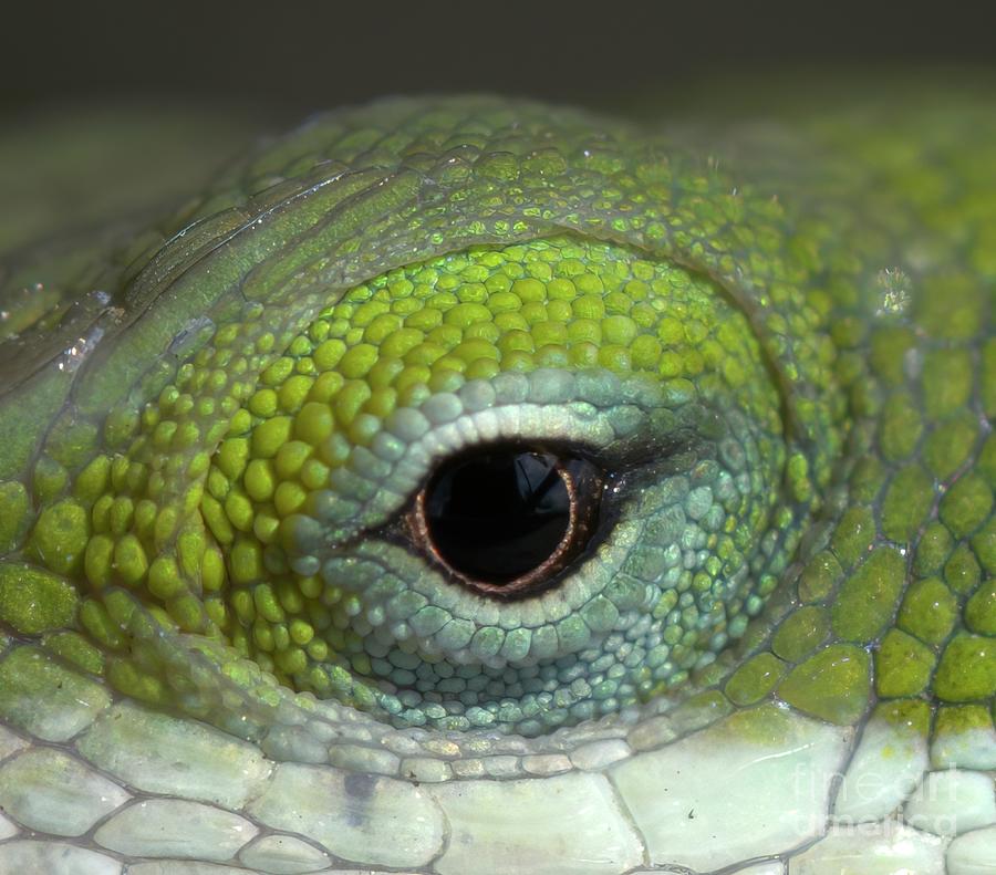 Eye of the Lizard Photograph by Patrick Nowotny