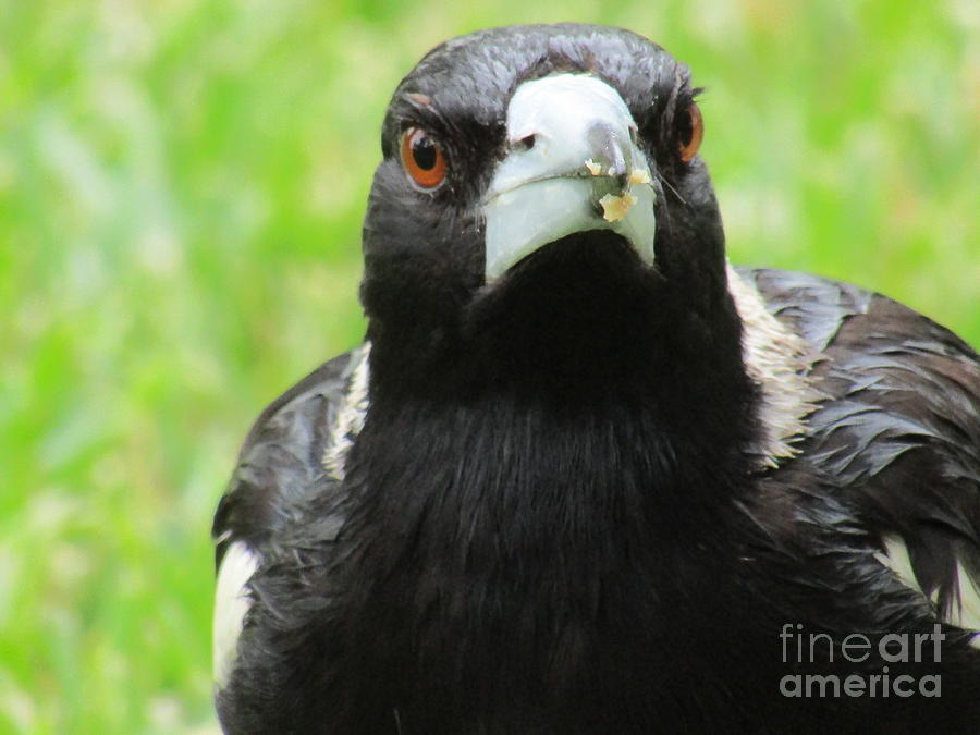 Eye of the magpie Photograph by Maureen BOSCA