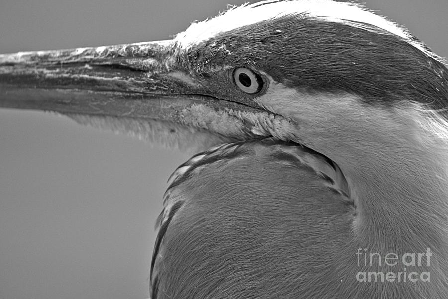 Eye Of The Maryland Great Blue Heron Black And White Photograph by Adam Jewell