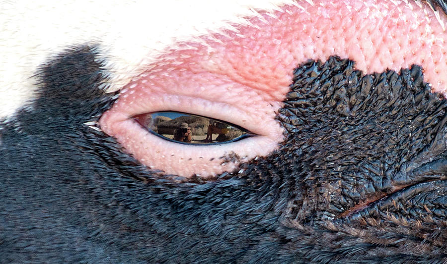 Eye of the Penguin Photograph by Matt Swinden
