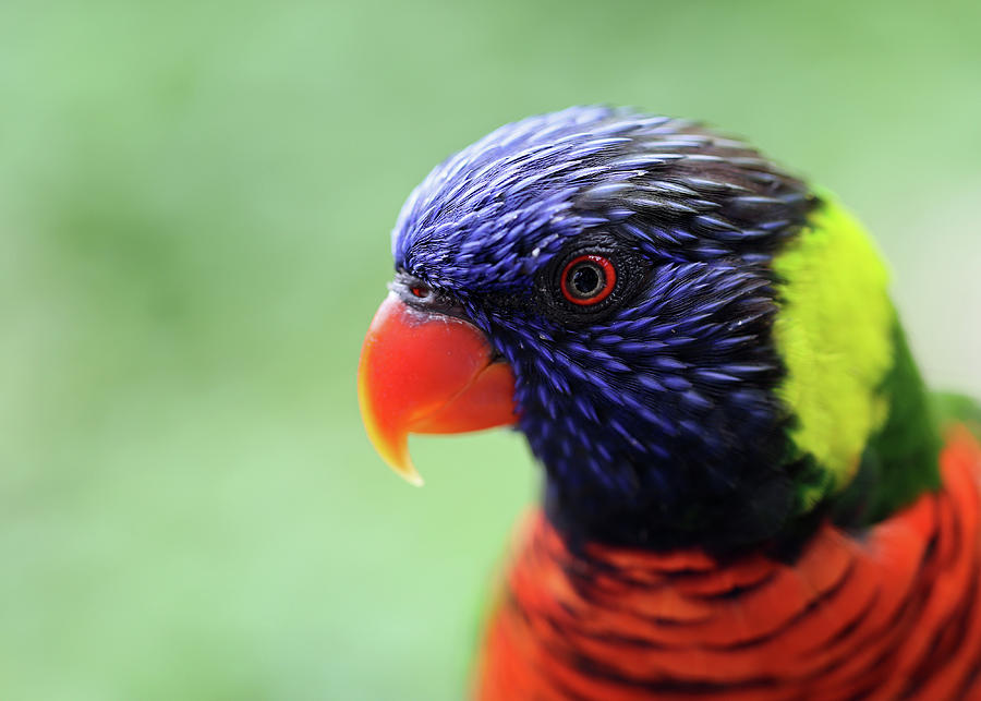 Eye of the Rainbow Lorikeet Photograph by Ronnie Corn | Pixels