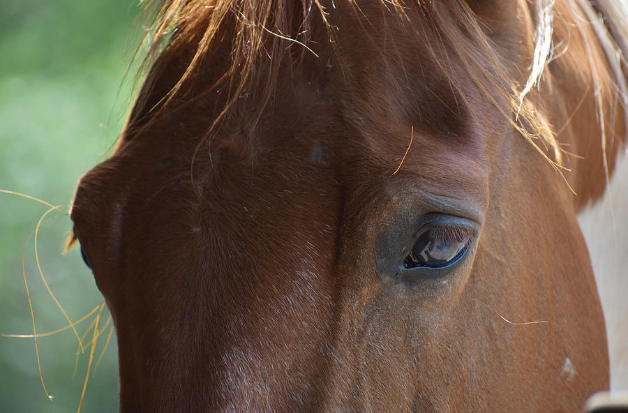 Eye of the Soul Photograph by Listen To Your Horse