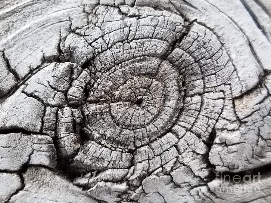 Eye of the Stump Photograph by Cindys Creative Corner Eye of the Stump Photograph by Cindys Creative Corner