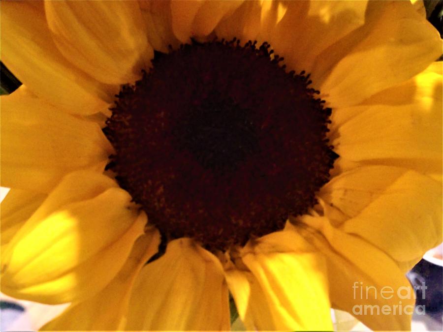 Eye of the Sunflower Photograph by Jimmy Clark