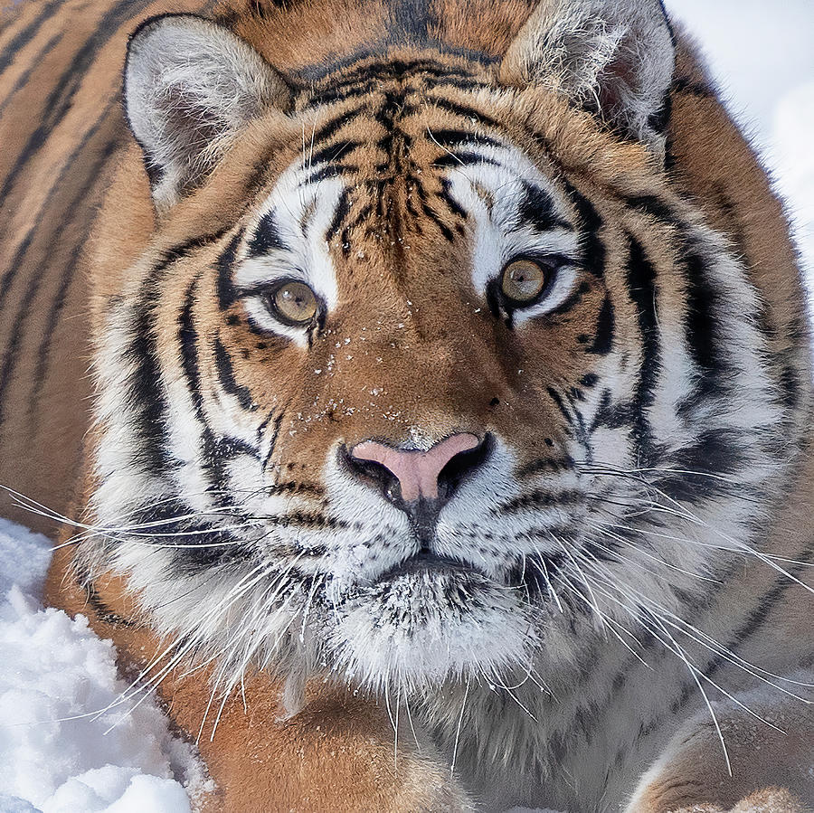 Eye of the Tiger Photograph by Jack Nevitt - Fine Art America