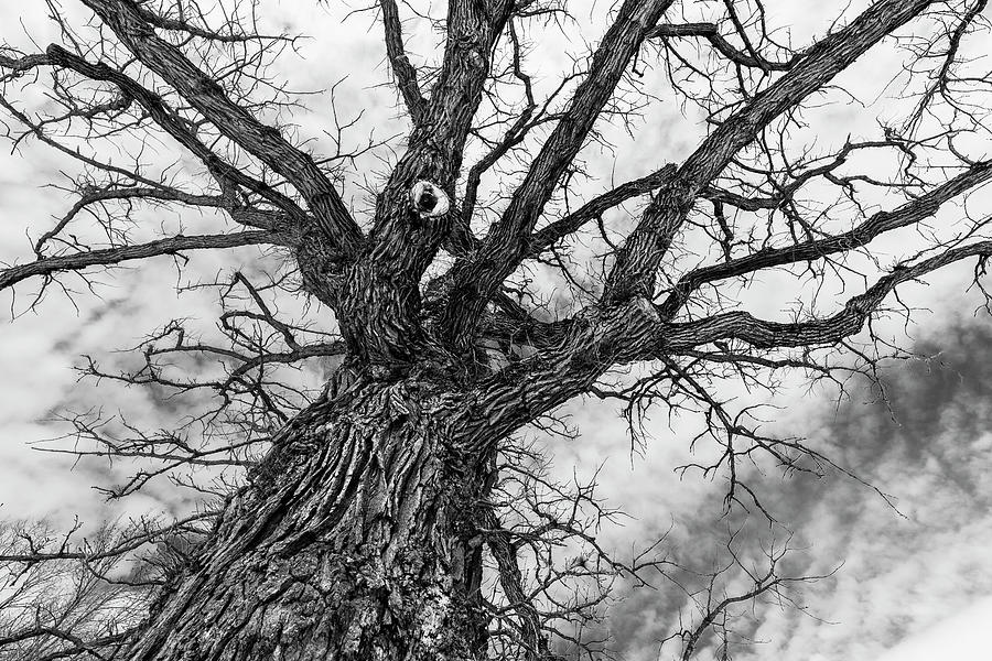 Eye of the Tree Photograph by Michael Piotrowski Fine Art America
