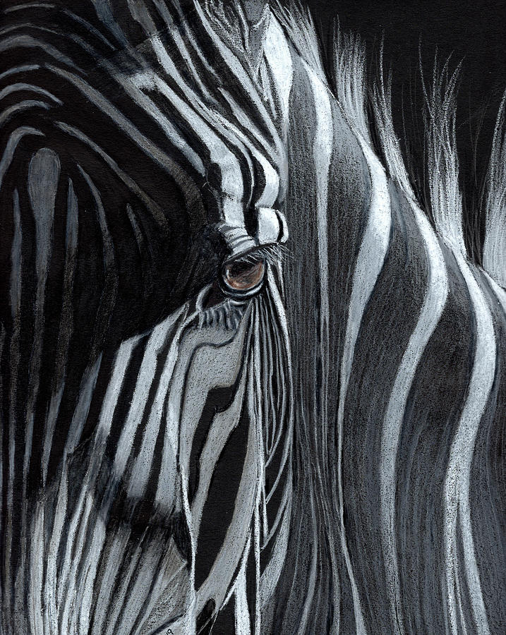 Eye of the Zebra Drawing by Dianne Mayne - Fine Art America