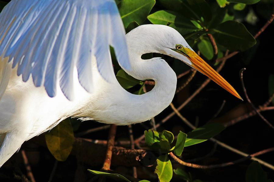 Eye On The Target Photograph By Michiale Schneider - Fine Art America