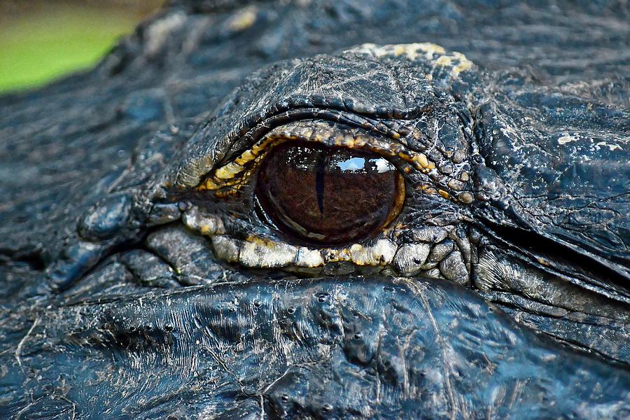 Eye Spy - American Alligator, Everglades Photograph by KJ Swan
