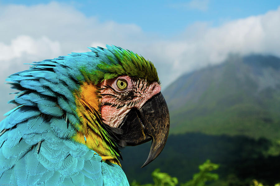 Eye Spy, Costa Rica Photograph by Spencer Bomstein