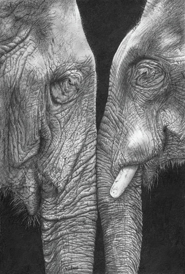 Eye To Eye Elephants Drawing Drawing