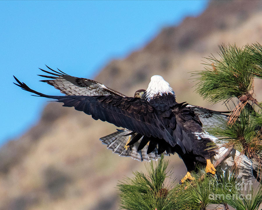 Eagle Photograph - Eye to Eye by Michael Dawson