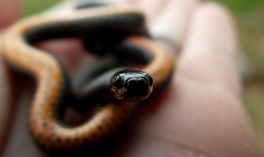 Eye to Eye with a Ring Neck Snake Digital Art by Shelli Fitzpatrick