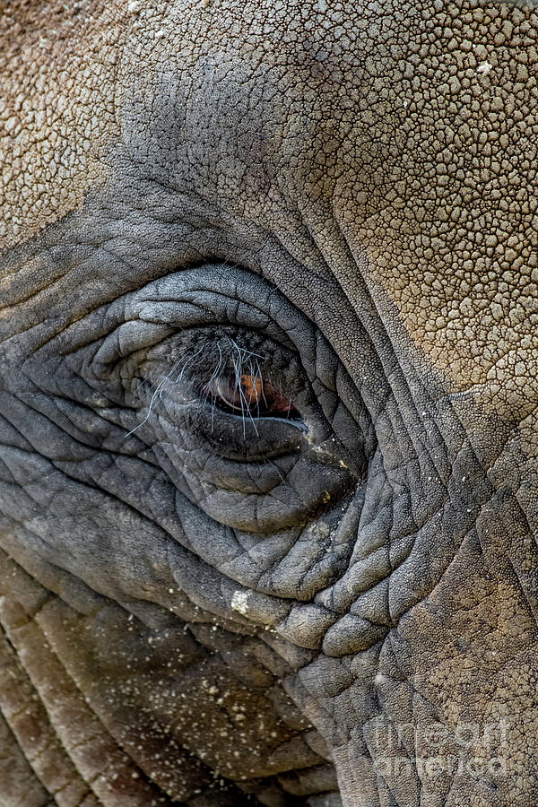 Eye With Long Eyelashes And Wrinkled Skin Of An African Elephant Photograph by Andreas Berthold