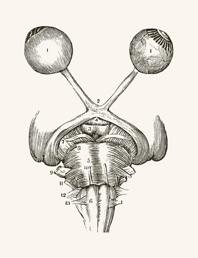 Eyeballs Nerves 19 century medical illustration Drawing by Mashuk