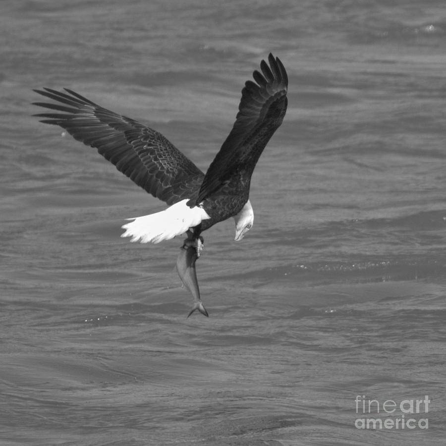 Eyeing My Fresh Catch Black And White Photograph by Adam Jewell