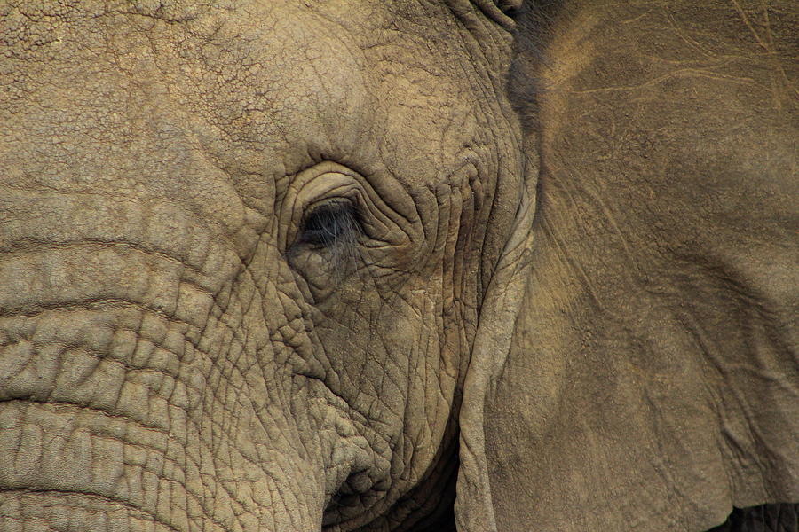 Eyelash Of An Elephant Photograph by Fiona Kennard